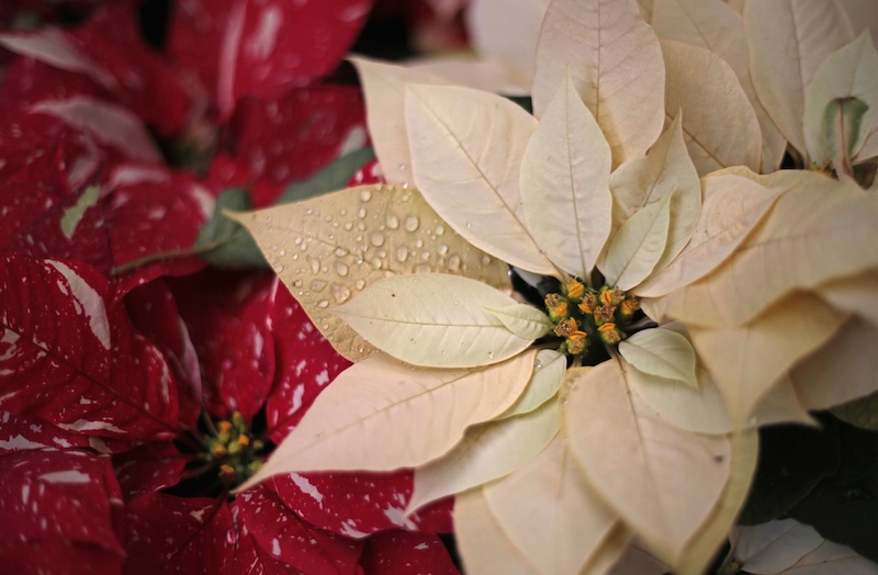 Flor de Nochebuena en el mercado central de Chilpancingo - El Sur Acapulco  suracapulco I Noticias Acapulco Guerrero