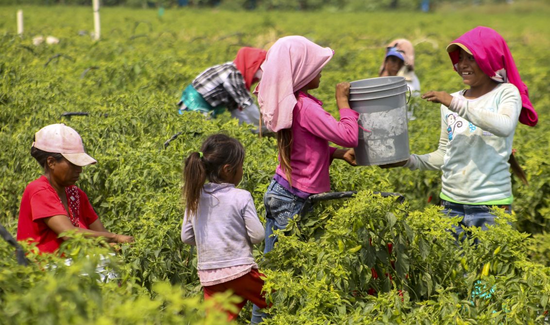 COAGUAYANA, MICHOACÁN, 26ABRIL2015.- Niños y jóvenes jornaleros trabajan en la pisca por 50 pesos al día aproximadamente, algunos de ellos provienen junto con sus familias de otros estados de la republica como Guerrero, Oaxaca y Chiapas, teniendo que soportar varias horas de trabajo para asi poder sobrevivir el día a día. FOTO: JUAN JOSÉ ESTRADA SERAFÍN /CUARTOSCURO.COM