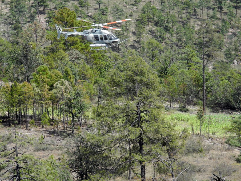 En las zonas especialmente inaccesibles las fuerzas armadas mexicanas rocían herbicidas desde los helicópteros para acabar con los campos de amapolas. foto: Denis Düttmann/dpa