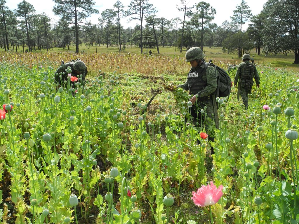 Soldados mexicanos destruyen un campo de amapolas ilegal cerca de Guanochi, en el estado de Chihuahua. foto: Denis Düttmann/dpa