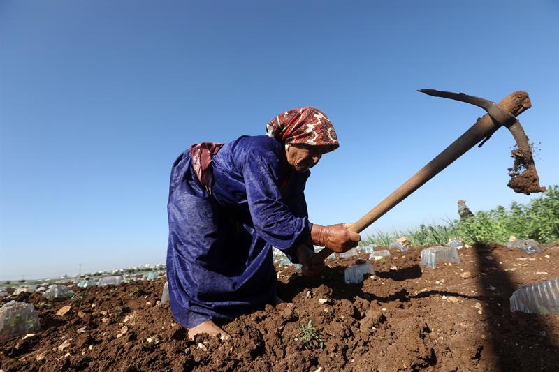 Zarefa Abdalá, una mujer palestina de 72 años, labra la tierra en su plantación, en la población de Der Balout, cerca de Salfit, Palestina. Foto: Alaa Badarneh, EFE