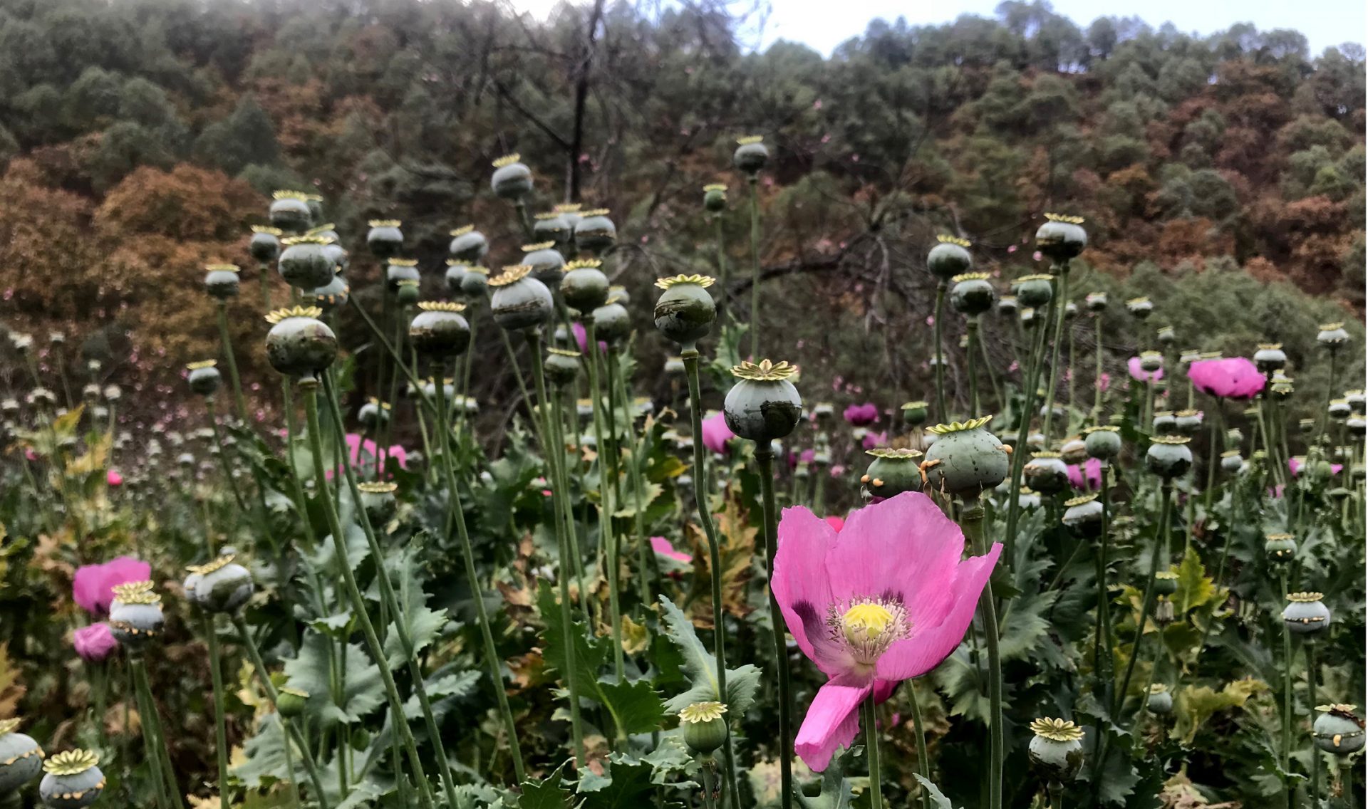 2502018 Filo Mayor, Guerrero/Amapolas de la temporada de secas, que aún están siendo trabajadas por campesinos de la sierra de Guerrero; donde han revelado que podría ser la última temporada del año por los precios bajos de la goma de opio en el mercado negro. Foto: Lenin Ocampo Torres