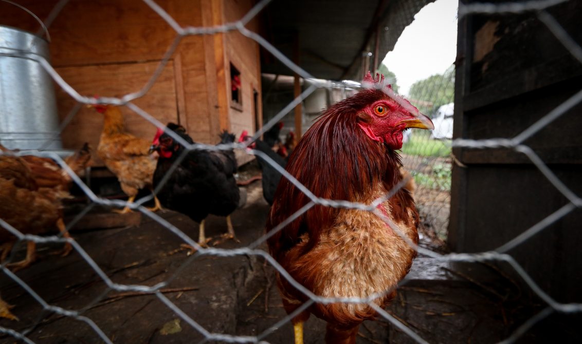 (180622) -- CIUDAD DE MEXICO, junio 22, 2018 (Xinhua) -- Imagen del 15 de junio de 2018, de gallinas en una granja para autoconsumo en la comunidad de Quiltepec, en la Ciudad de México, capital de México. Residente de una comunidad rural a las orillas de la Ciudad de México, Maura Alvarez capta el agua de la lluvia para lavar, bañarse e incluso preparar sus alimentos. Desde hace cinco años, la mujer, de 55 años, aprovecha un sistema creado por jóvenes emprendedores que busca resolver la falta de agua potable en el paraje de Quiltepec, una pequeña comunidad de difícil acceso al sur de la capital mexicana donde viven sólo 25 familias. El proyecto sustentable pertenece a la organización civil Isla Urbana, la cual, a petición de los pobladores y en colaboración con otras organizaciones sociales, ha logrado convertir la comunidad en una ecoaldea, poco a poco. (Xinhua/Francisco Cañedo) (fc) (jg) (vf)
