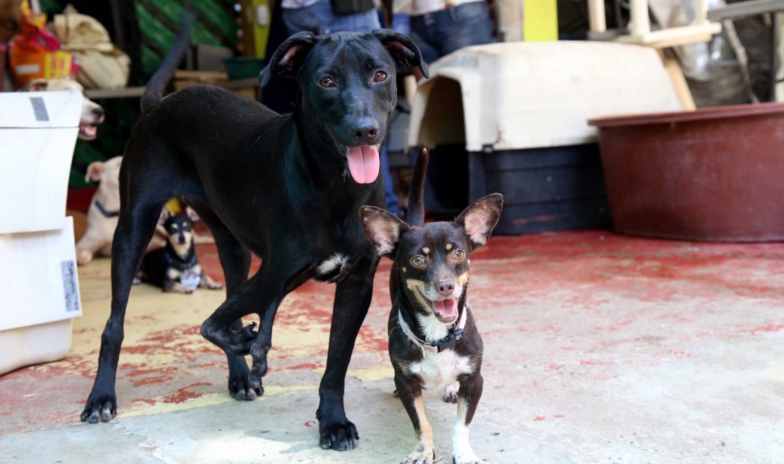 21-Julio-2019 Acapulco, Guerrero. Perros en el albergue de “Patitas felices”, en donde rescatan a perros abandonados en las calles de Acapulco.