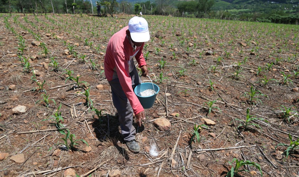 El campesino de la comunidad de San Miguel, municipio de Mochitlán, Carmelo Moreno echa abono a su sembradío de maíz que tiene en el ejido, donde informó que el fertilizante que les entregó el gobierno federal es insuficiente, y deberá comprar el faltante para no perder su cosecha. Foto: Jesús Eduardo Guerrero