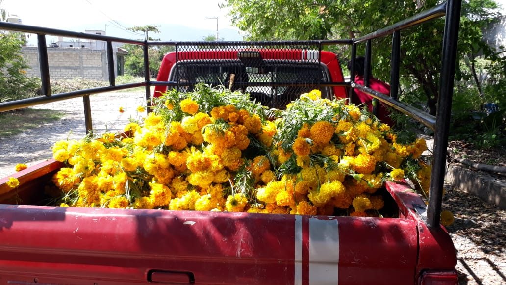 Deja el cempasúchil más ganancia a los revendedores que a cultivadores,  dicen campesinos - El Sur Acapulco suracapulco I Noticias Acapulco Guerrero