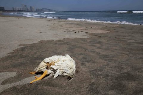 Sólo un ave muerta se observó ayer en una totalmente vacía playa Revolcadero, cerrada por la pandemia de coronavirus. Foto: Carlos Alberto Carbajal