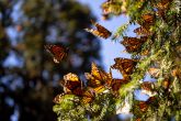 La tala, invasión agrícola, incendios forestales, turismo y actividades mineras han afectado los bosques a donde llega la mariposa monarca desde Canadá. Foto: Cuartoscuro