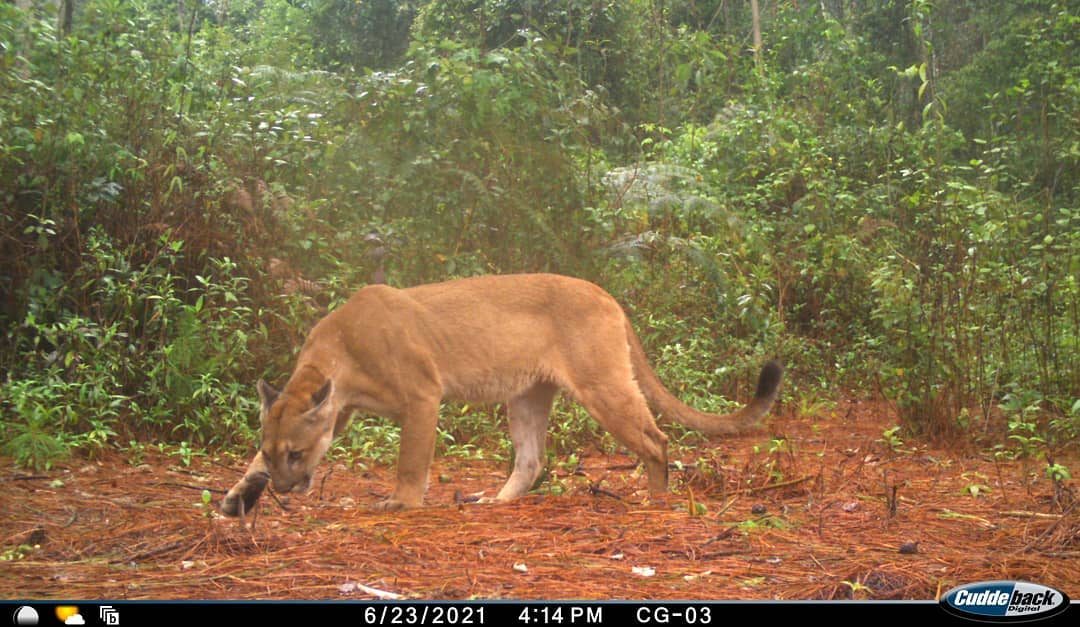 Capta Guerrero Jaguar a dos felinos en la sierra de Tecpan - El Sur  Acapulco suracapulco I Noticias Acapulco Guerrero