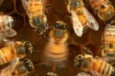 Una abeja melífera (centro) baila contoneándose. POLITICA INVESTIGACIÓN Y TECNOLOGÍA HEATHER BROCCARD BELL