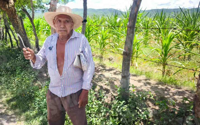 Se pierden cultivos de maíz por la falta de lluvias en el poblado de Huitziltepec, municipio de Eduardo Neri (Zumpango), en la zona Centro. El campesino Hermenegildo Ignacio dijo que sembró 4 hectáreas de maíz en junio y no tendrá cosecha. Foto: Jessica Torres Barrera