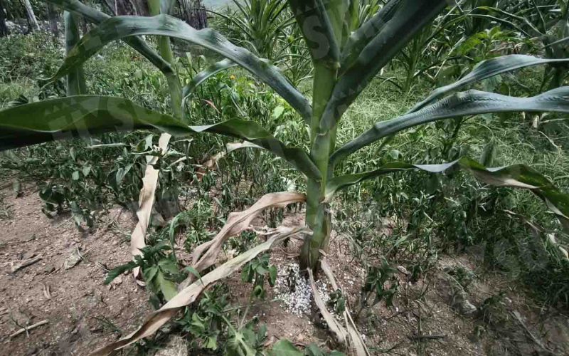 Se pierden cultivos de maíz por la falta de lluvias en el poblado de Huitziltepec, municipio de Eduardo Neri (Zumpango), en la zona Centro. El campesino Hermenegildo Ignacio dijo que sembró 4 hectáreas de maíz en junio y no tendrá cosecha. Foto: Jessica Torres Barrera
