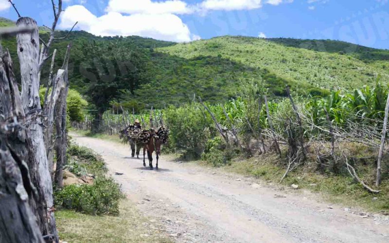 Se pierden cultivos de maíz por la falta de lluvias en el poblado de Huitziltepec, municipio de Eduardo Neri (Zumpango), en la zona Centro. El campesino Hermenegildo Ignacio dijo que sembró 4 hectáreas de maíz en junio y no tendrá cosecha. Foto: Jessica Torres Barrera