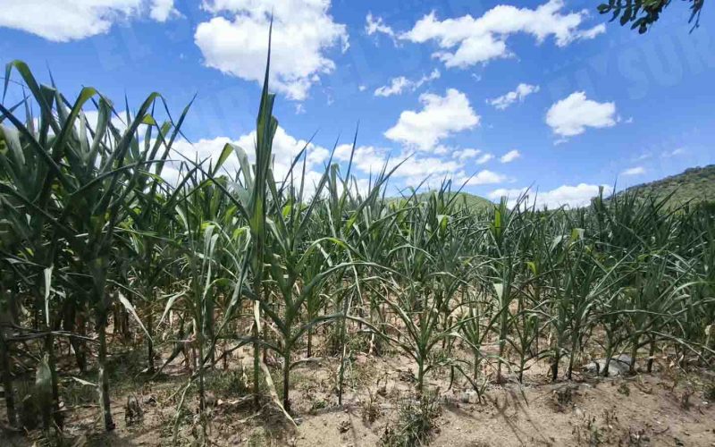 Se pierden cultivos de maíz por la falta de lluvias en el poblado de Huitziltepec, municipio de Eduardo Neri (Zumpango), en la zona Centro. El campesino Hermenegildo Ignacio dijo que sembró 4 hectáreas de maíz en junio y no tendrá cosecha. Foto: Jessica Torres Barrera