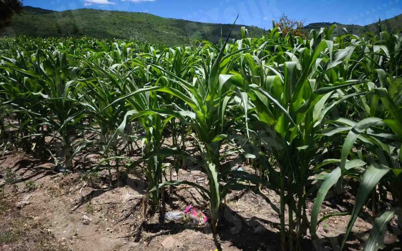 Se pierden cultivos de maíz por la falta de lluvias en el poblado de Huitziltepec, municipio de Eduardo Neri (Zumpango), en la zona Centro. El campesino Hermenegildo Ignacio dijo que sembró 4 hectáreas de maíz en junio y no tendrá cosecha. Foto: Jessica Torres Barrera